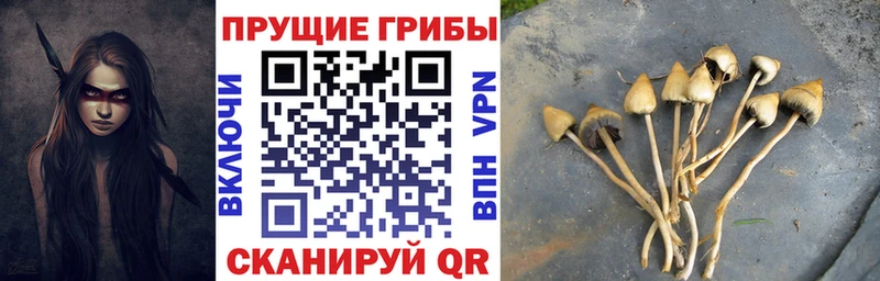 ссылка на мегу зеркало  где найти   Эртиль  Псилоцибиновые грибы GOLDEN TEACHER 